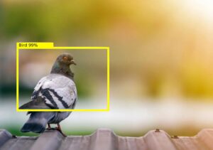 How to Get Rid of Pigeons on Roof | Effective & Humane Solutions