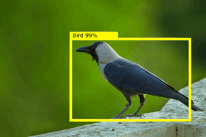 How to Get Rid of Crows