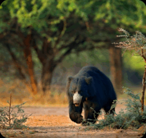 AI-Driven Bear Deterrents: The Future of Wildlife Safety and Protection