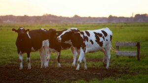 Transforming Farming with AI-Powered Cow Repellent Technology