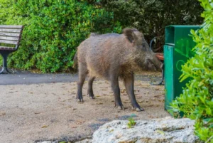 Wild Boar Deterrent System | Protect Crops & Property