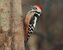 How to Keep Woodpeckers Away: Smart & Humane Deterrent Strategies