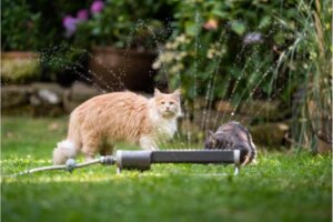 The Ultimate Guide to Choosing the Best Cat Deterrent for Your Garden