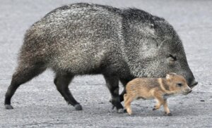 A Complete Guide to Effective Javelina Repellent Solutions