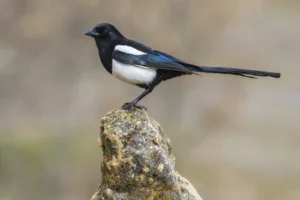 How Can I Get Rid of Magpies? The Smart & Humane Guide