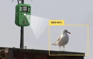Pigeon Building Damage: The Hidden Costs Property Owners Keep Ignoring