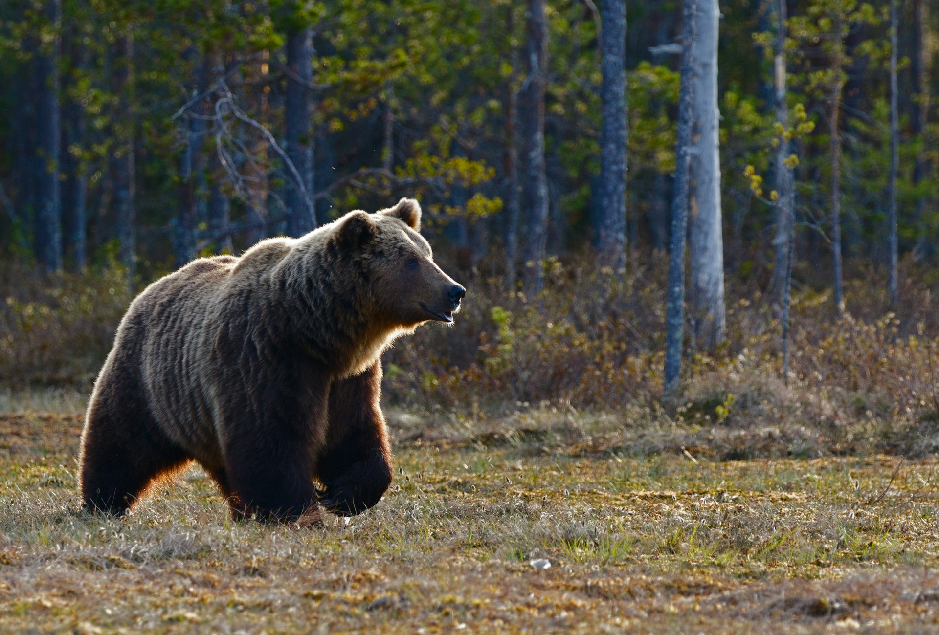 bear deterrent needed as brown bears increasingly enter human settlements