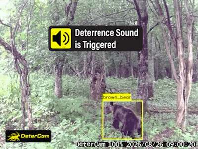 Bear GIF 2