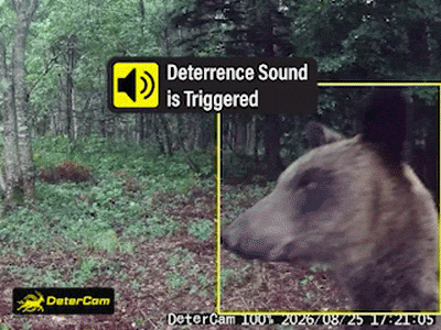 Bear GIF 3