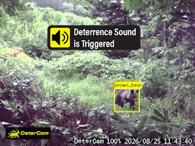 Bear GIF 4