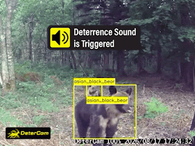 Bear GIF 6