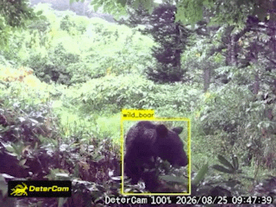 Bear GIF 5