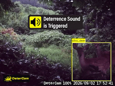 Deer GIF 2