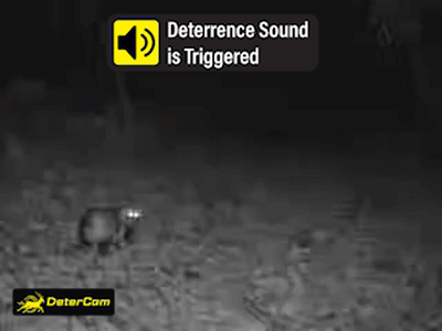 Asian Badger GIF
